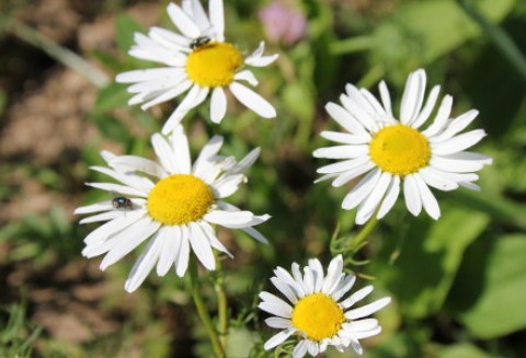 Kończy się sezon na rumianek