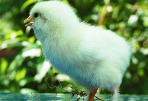 Francja – Zamiast jajek 2 kury