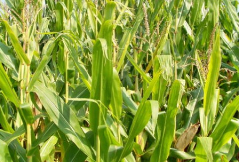 Ceny zbóż na giełdach światowych – 18.04.2012