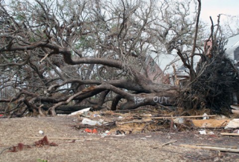 Będzie pomoc z PROW na lata 2007-13 dla rolników, którzy ponieśli straty w wyniku przymrozków.