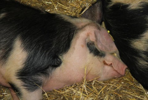 Białoruś – Walka z afrykańskim pomorem świń trwa