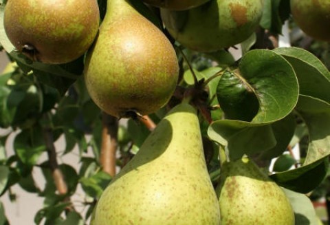 Rosja – Import unijnych gruszek