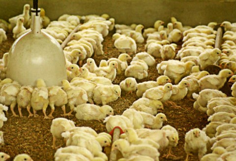 Niemcy - Sprawa dioksyn w paszach zaczyna nabierać rozpędu