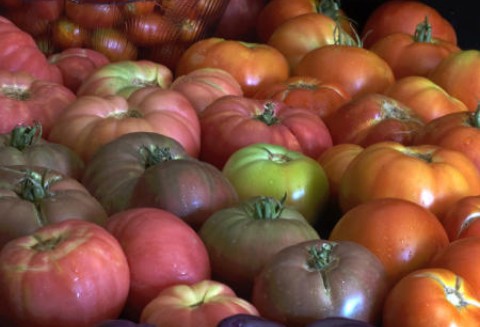 Portugalskie Azory – Strefa wolna od GMO