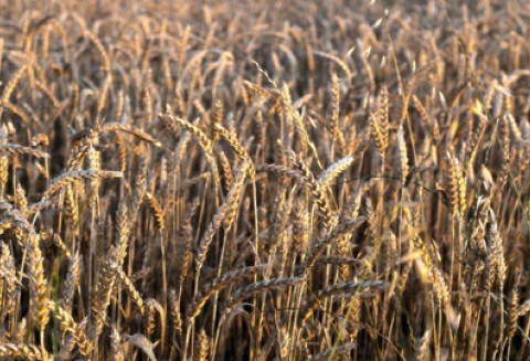 Przedsiębiorczość na obszarach wiejskich