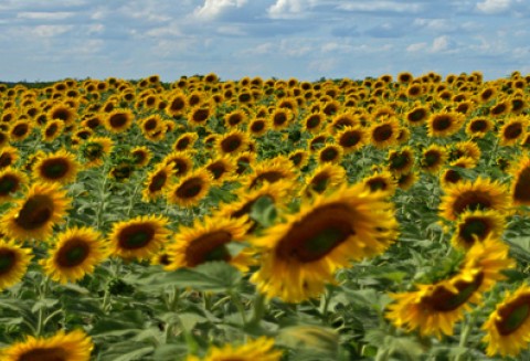 PKN ORLEN uruchamia pilotażową sprzedaż BIO85 do samochodów z silnikami typu Flexifuel