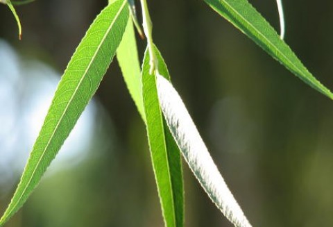 Ogromne zapotrzebowanie na wierzbę energetyczną