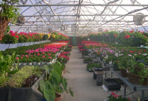 Informacja dotycząca składania wniosków o zatwierdzenie miejsc produkcji materiału szkółkarskiego przeznaczonego na eksport do Federacji Rosyjskiej