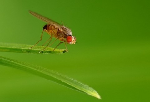 Owocówka jabłkóweczka atakuje województwo zachodniopomorskie