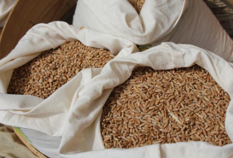 Ukraina – Spadek eksportu zbóż