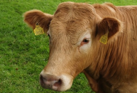 Wielka Brytania – Powrót mięsa wołowego do RPA