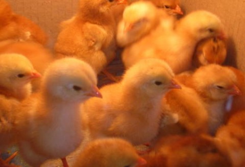 Polska branża drobiarska nadal się liczy