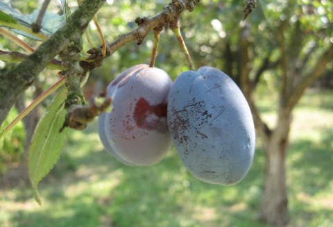 USA – Produkcja suszonych śliwek na niezmiennym poziomie