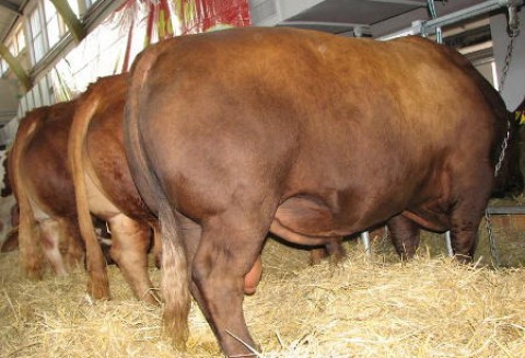 Wzrost eksportu unijnej wołowiny