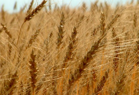 Notowania zbóż na giełdach światowych 11.04.2012