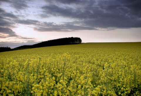 Ceny oleistych na giełdach światowych – 13.04.2012