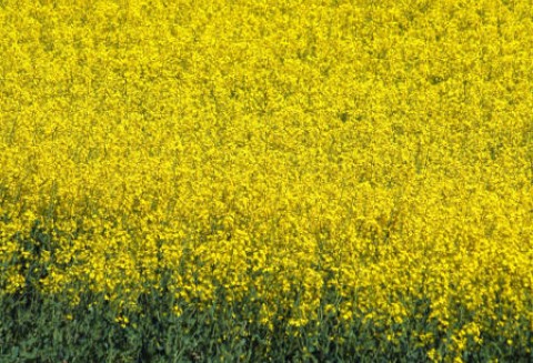 Ceny oleistych na giełdach światowych – 19.04.2012