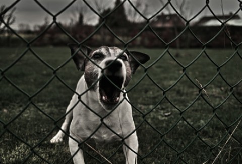 Podpisanie umowy dotyczącej realizacji programu zwalczania wścieklizny na terytorium Ukrainy w 2012 r.