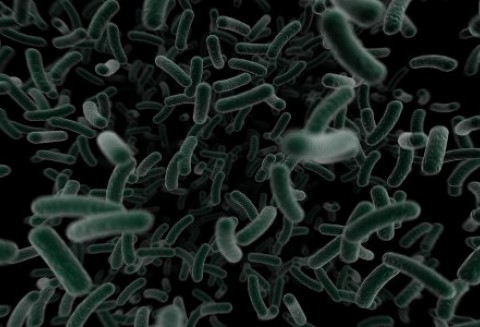 Ostrzeżenie przed nasionami kozieradki pochodzącymi z Egiptu