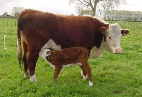 Unia Europejska ma pozwolić na krzyżowe karmienie zwierząt mączkami mięsno-kostnymi