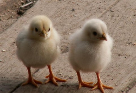 Rośnie produkcja i sprzedaż kurczaków