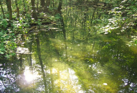 Od 3 do 14 października 2011 r. rolnicy mogą zgłaszać szkody w uprawach leśnych