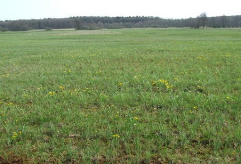 Ochrona siedlisk przyrodniczych