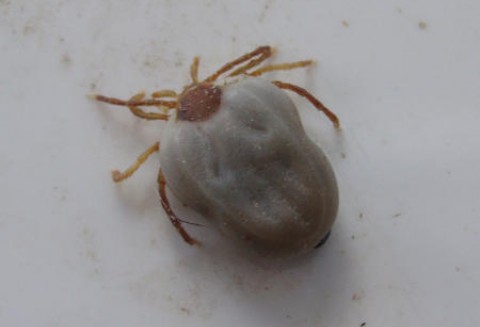 Plaga kleszczy w warmińsko-mazurskich lasach