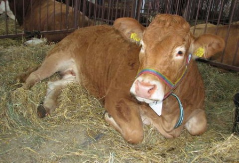 Brazylia – Spadek eksportu wołowiny