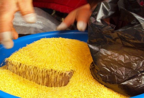 Szwedzi stawiają na biogaz z biomasy