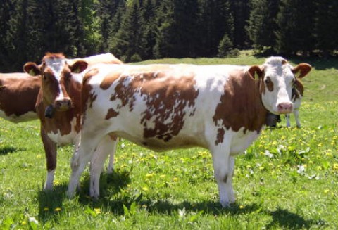 Australia – Wzrost eksportu mięsa wołowego