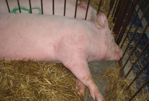 Azja importuje coraz więcej wieprzowiny