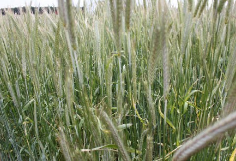Notowania zbóż na giełdach światowych 12.06.2012