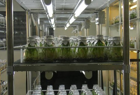 KIB na Grupie Roboczej Copa-Cogeca 