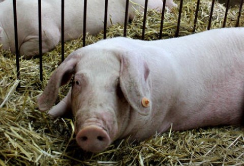 Rosja – Embargo na import litewskiego mięsa zostało zniesione