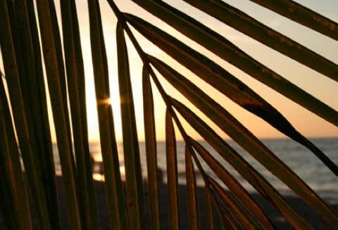 Biodiesel z oleju palmowego z wątpliwym efektem środowiskowym biopaliw