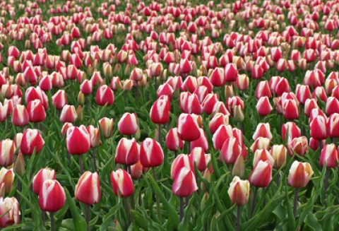 Jubileuszowe spotkania w Słupi Wielkiej