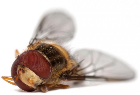 Australia – Bydło zagrożone larwami muchy śrubowej