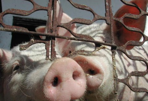 Niemcy – Maleje pogłowie trzody chlewnej