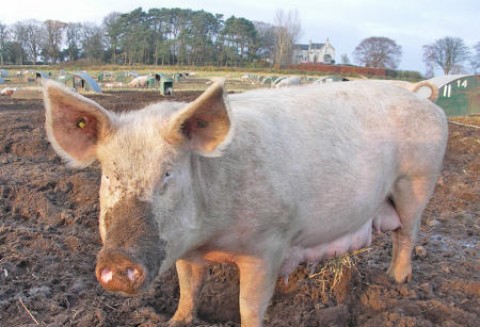 Hodowcy trzody chlewnej mówią stop – mają dość dokładania do interesu i zapowiadają protesty