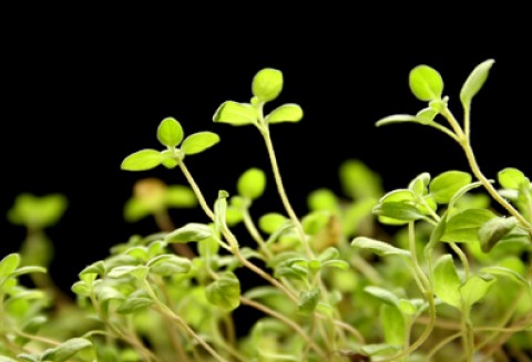 Wartość biologiczna ziół uprawianych metodami ekologicznymi