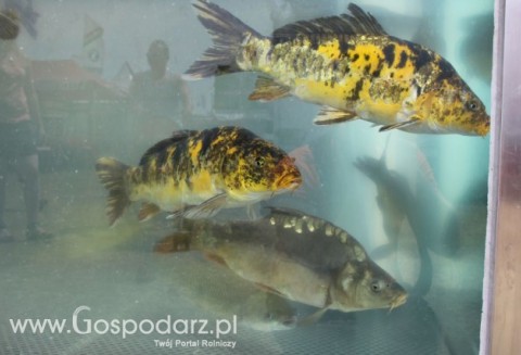 Zakończył się nabór wniosków o przyznanie pomocy z PO RYBY 2007-2013 na inwestycje w rybołówstwie śródlądowym