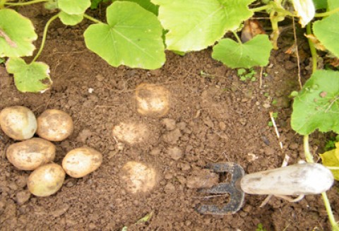 Zagrożenie upraw nasiennych ziemniaka przez wirusy w 2011 roku