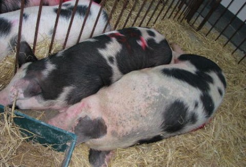 Spadek produkcji wieprzowiny