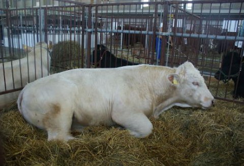 Wartość eksportu polskiej wołowiny wzrasta