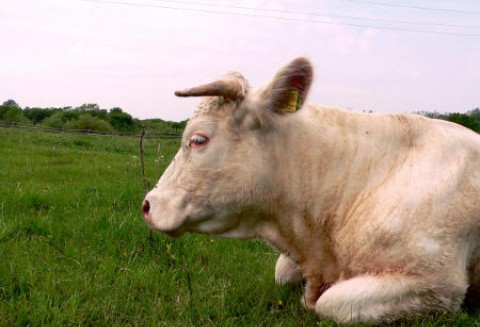 Ukraina – Rynek przetworów mlecznych