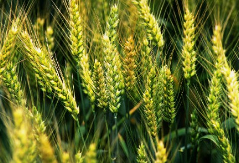 Licencje na eksport unijnego zboża wydane
