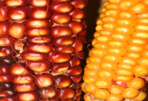 Znów rośnie produkcja bioetanolu w Stanach Zjednoczoncyh