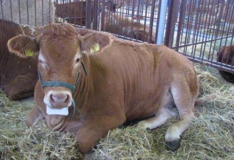 Wielka Brytania – Spadek pogłowia bydła