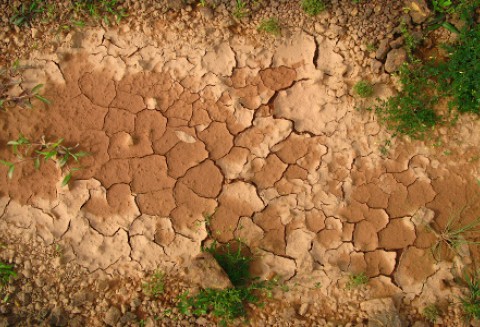 Francja: Rolnicy poszkodowani przez susze mogą liczyć na pomoc wojska